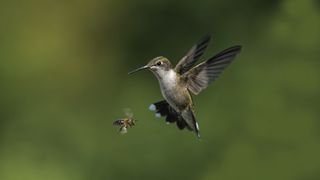 The Birds and the Bees is a story parents tell their children to deflect the question "Where do babies come from?"