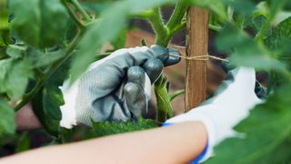 Woman tying up a tomato plant with garden twine