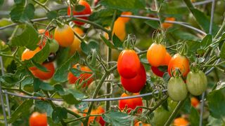 Tomato plants in circular cage support