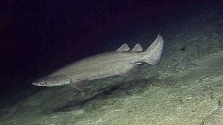 Prickly shark, Echinorhinus cookei.