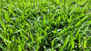 St. Augustine grass