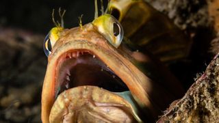 A fringhead fish rests on a rocky reef facing the camera with its mouth wide open.