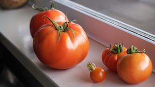 Tomatoes ripening on a windowsill