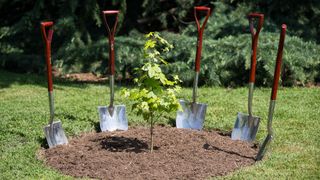 a tiny tree surrounded by shovels