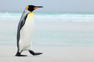 penguin