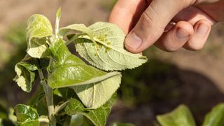 Aphids on the underside of a leaf