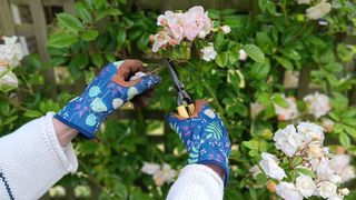 Pruning roses wearing Woheer Womne's Gardening Gloves