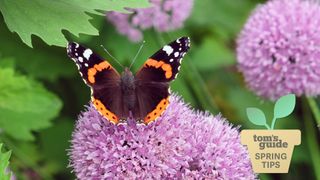 A butterfly on a purple plant