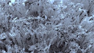 Ice needles form in porous soil