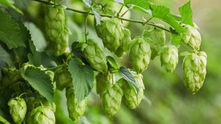 Hops, one of the plants that can attract spotted lanternflies