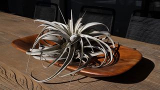 Tillandsia