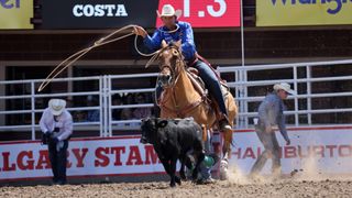 A cowboy attempts to rope a black calf while on horseback at the Calgary Stampede.