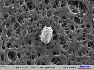 Another SEM of an atmospheric pollen grain.