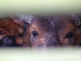 A cow looking through a gap in a fence