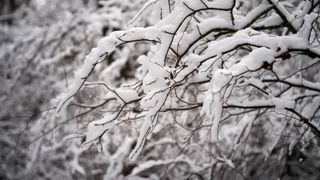 Snow on tree branch