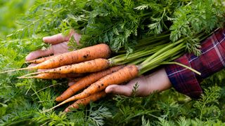 Man holding freshly harvested carrots