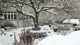 Garden covered in snow