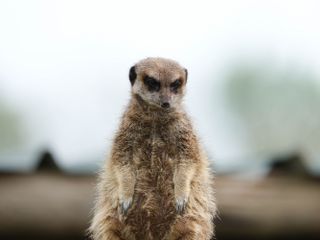 A meercat sitting atop a mound