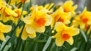 Daffodils