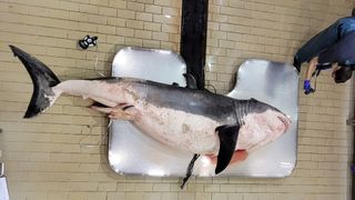 A great white shark lies on the operating table before a necropsy.