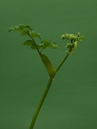 Cow parsnip