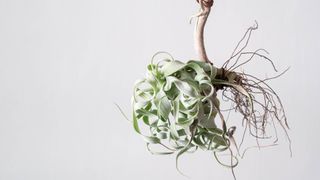 Tillandsia Streptophylla set on a wood stick and suspended