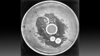 Colonies of Penicillium notatus surrounding a zone of bacterial inhibition.