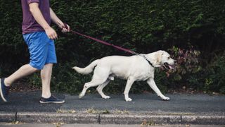 Man walking dog