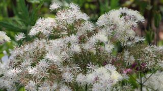 Meadow Rue