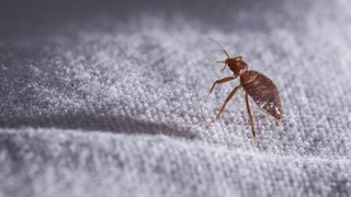 A bed bug up close