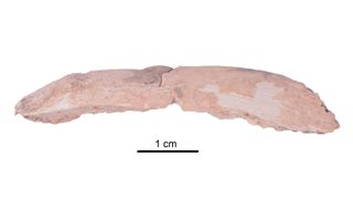 A pinkish rib fragment against a white background