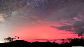 Pink auroras in the night sky above a forest