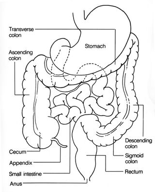 Bowel