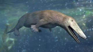 Ambulocetus natans swimming underwater.