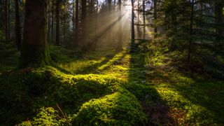 Golden beams of early morning sunlight streaming through the pine needles of a green forest to illuminate the soft mossy undergrowth in this idyllic woodland glade.