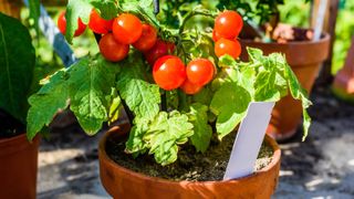 A tomato plant in a pot