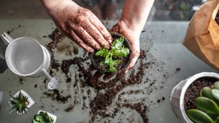 Herbs being potted