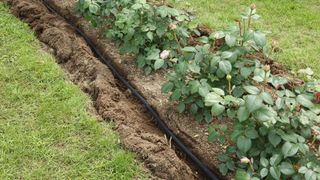 Soaker hose dug into garden trench with rose bushes