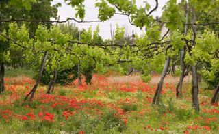 Feudi di San Gregorio ​has been located in Irpinia, southern Italy