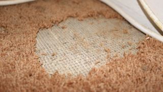 Carpet damage from carpet moths