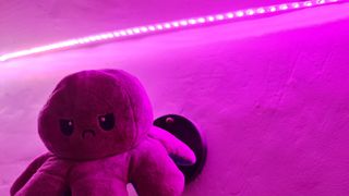 An octopus under a smart light