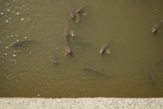 Koi fish swimming in a river below