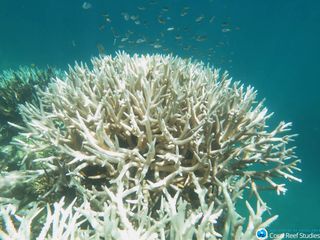 A bleached coral stands starkly in Australia's Mission Beach Reefs, part of the Great Barrier Reef system.