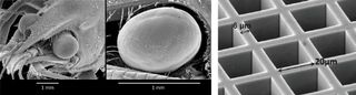 On the left side of a black and white close-up view of a lobster's eye. On the right is a diagram of the size of the pores within. It's also black and white.