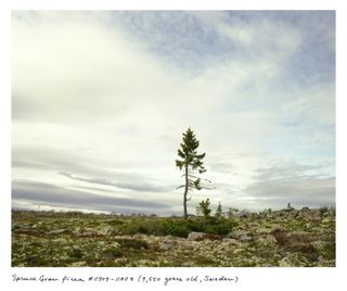 9,550 year old Spruce Gran Picea