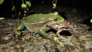 A larger green frog photographed with a smaller brown frog hanging out of its mouth