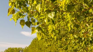 Hybrid Poplar tree