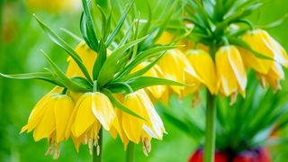 Fritillarias