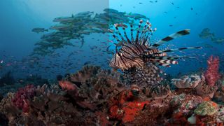 A simulated illustration of difference between Standard Dynamic Range (left) and High Dynamic Range (right) pictures on Ultra HD TVs. Credit: BBC