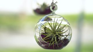 An air plant in a terrarium suspended in the air